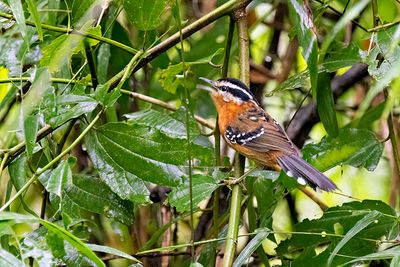 Bertoni's Antbird (Drymophila rubricollis) -- male
