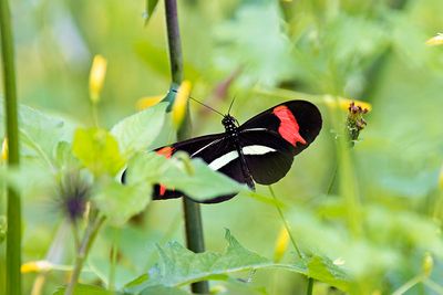 Red Postman (Heliconius erato)