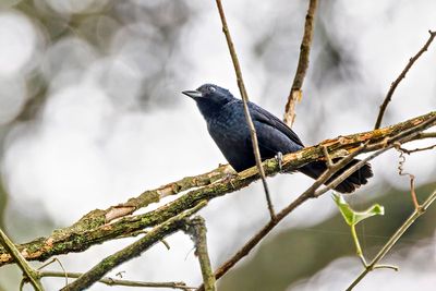 White-lined Tanager (Tachyphonus rufus) -- male