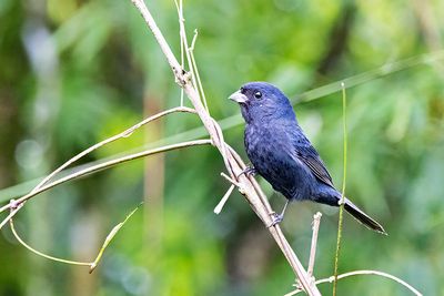 Blackish-blue Seedeater (Amaurospiza moesta) -- male
