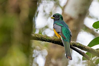 Black-throated Trogon (Trogon rufus) -- male