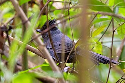 Tufted Antshrike (Mackenziaena severa) -- male