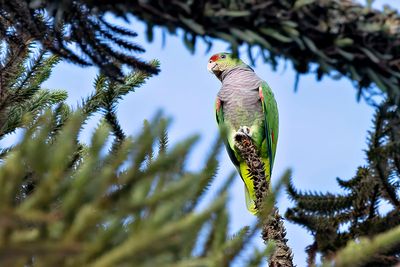 Vinaceous-breasted Amazon (Amazona vinacea)