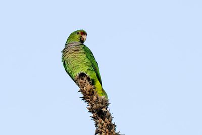 Vinaceous-breasted Amazon (Amazona vinacea)