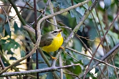 Golden-crowned Warbler (Basileuterus culicivorus)