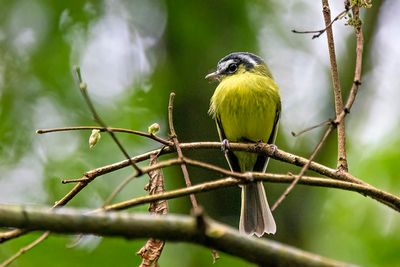 Southern Bristle Tyrant (Pogonotriccus eximius)