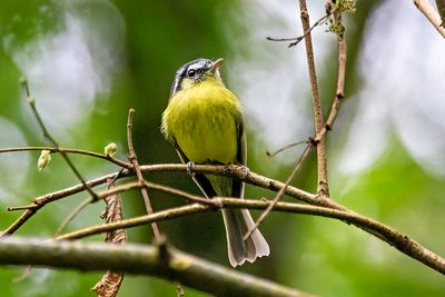_R503355.jpgSouthern Bristle Tyrant (Pogonotriccus eximius)