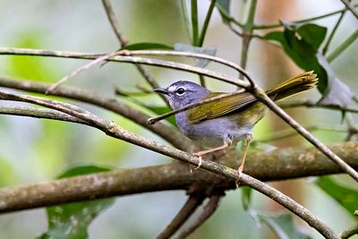 White-rimmed Warbler (Myiothlypis leucoblephara)