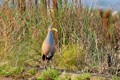 Giant Wood Rail (Aramides ypecaha)