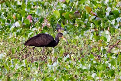 Limpkin (Aramus guarauna)