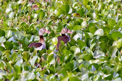 Black-bellied Whistling Duck (Dendrocygna autumnalis)