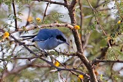 Masked Gnatcatcher (Polioptila dumicola) -- male