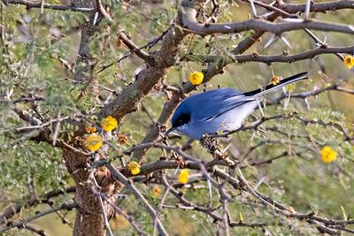 Masked Gnatcatcher (Polioptila dumicola) -- male