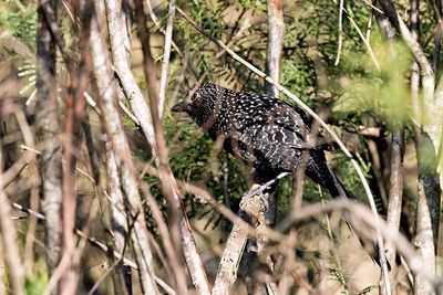 Large-tailed Antshrike (Mackenziaena leachii) -- male