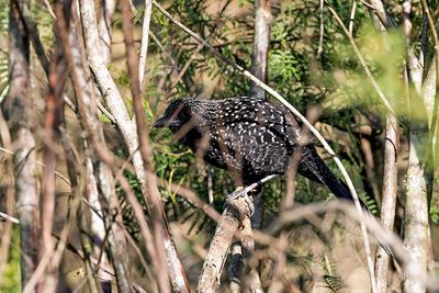 Large-tailed Antshrike (Mackenziaena leachii) -- male