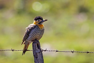 Campo Flicker (Colaptes campestris)