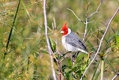 Red-crested Cardinal (Paroaria coronata)