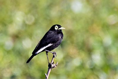 Spectacled Tyrant (Hymenops perspicillatus) -- male