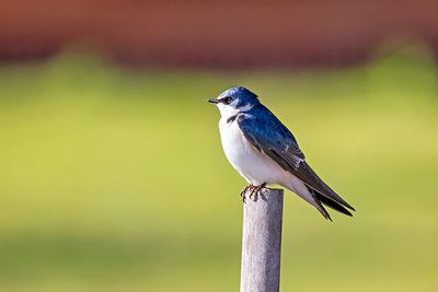 White-rumped Swallow (Tachycineta leucorrhoa)