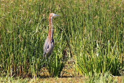 Rufescent Tiger Heron (Tigrisoma lineatum)