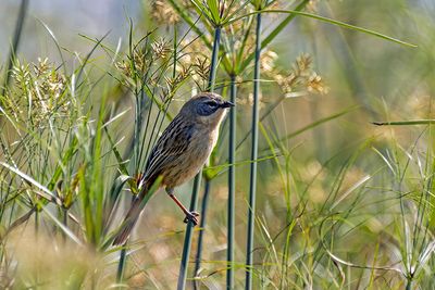 Long-tailed Reed Finch (Donacospiza albifrons)
