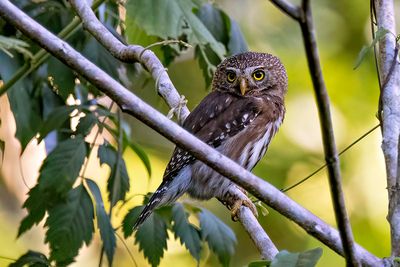 Ferruginous Pygmy Owl (Glaucidium brasilianum)