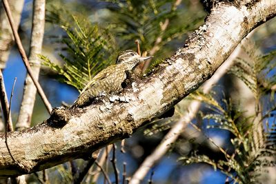 White-spotted Woodpecker (Veniliornis spilogaster)