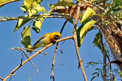 Guira Tanager (Hemithraupis guira)