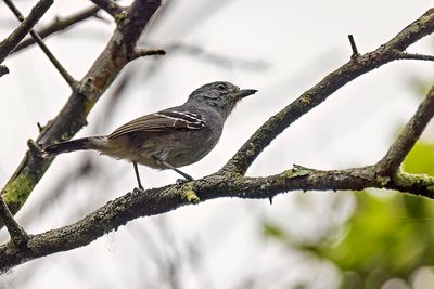 Variable Antshrike (Thamnophilus caerulescens) -- male
