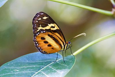 Ethilia Longwing (Heliconius ethilla)