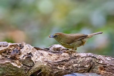 Pin-striped Tit-Babbler (Mixornis gularis)