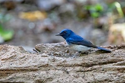 Hainan Blue Flycatcher (Cyornis hainanus) -- male