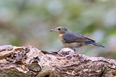 Siberian Blue Robin (Larvivora cyane) -- female