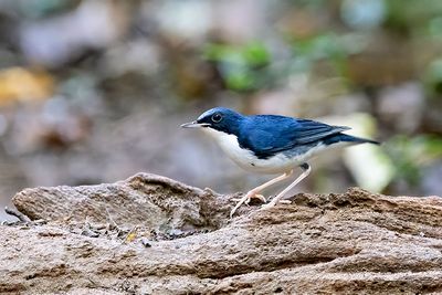Siberian Blue Robin (Larvivora cyane) -- male