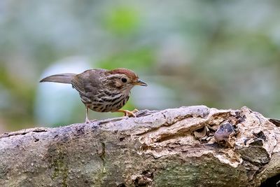Puff-throated Babbler (Pellorneum ruficeps)