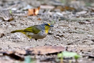 Stripe-throated Bulbul (Pycnonotus finlaysoni)