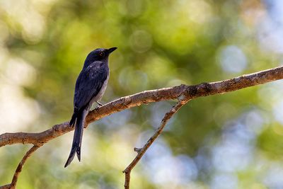 Ashy Drongo (Dicrurus leucophaeus)