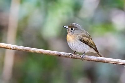 Hainan Blue Flycatcher (Cyornis hainanus) -- female