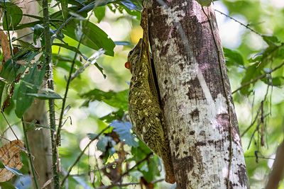 Sunda Flying Lemur (Galeopterus variegatus)