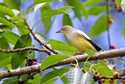 (White-shouldered Starling Sturnia sinensis)