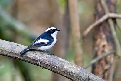Little Pied Flycatcher (Ficedula westermanni) -- male