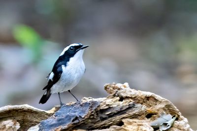 Little Pied Flycatcher (Ficedula westermanni) -- male