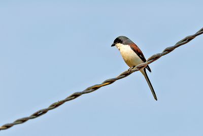 Burmese Shrike (Lanius collurioides)