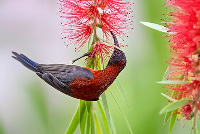Black-throated Sunbird (Aethopyga saturata)