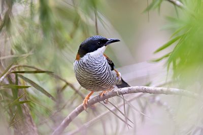Vietnamese Cutia (Cutia legalleni) -- male