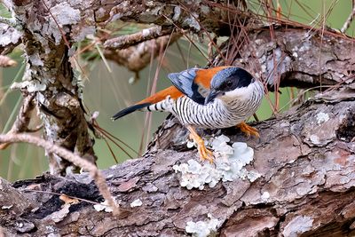 Vietnamese Cutia (Cutia legalleni) -- male