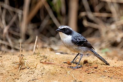 Grey Bushchat (Saxicola ferreus) -- male