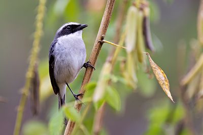 Grey Bushchat (Saxicola ferreus) -- male