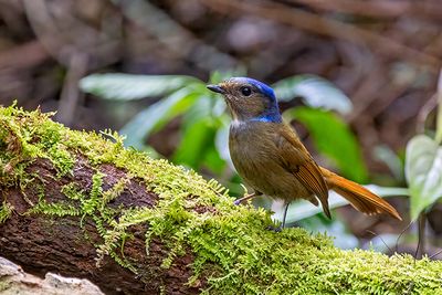 Large Niltava (Niltava grandis) -- female