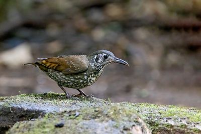 Dark-sided Thrush (Zoothera marginata)